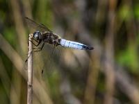 Blaue Plattbauch Libelle an Halmende